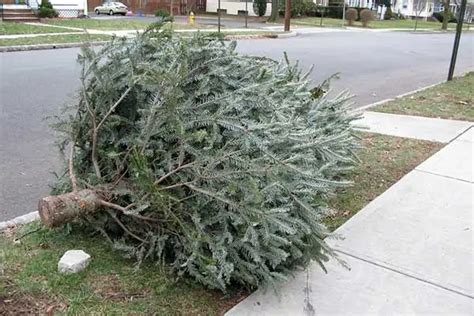 How To Keep Christmas Tree From Drying