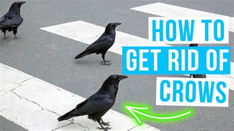 The Ultimate Crow Repellent: Proven Strategies to Keep Crows Away