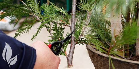 How To Keep Cut Branches Fresh
