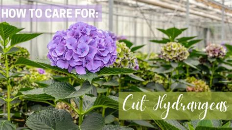 How To Keep Cut Hydrangea Flowers