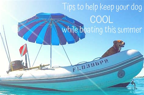 How To Keep Dog Cool While Boating