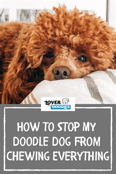 How To Keep Dog From Chewing Everything In Sight