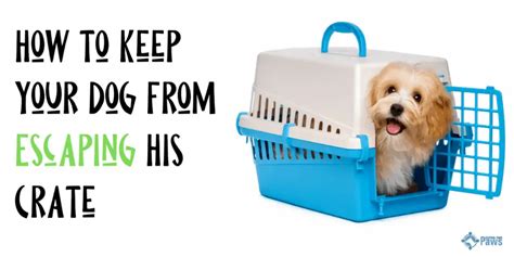 How To Keep Dog From Escaping Crate