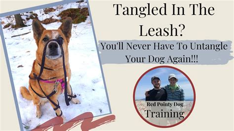 How To Keep Dog From Getting Tangled In Leash