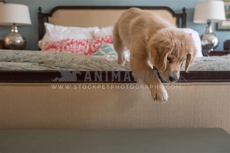 How To Keep Dog From Jumping In Bed