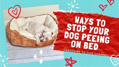 How To Keep Dog From Peeing In Bed