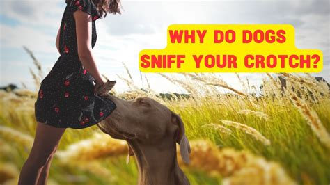 How To Keep Dog From Sniffing Crotch