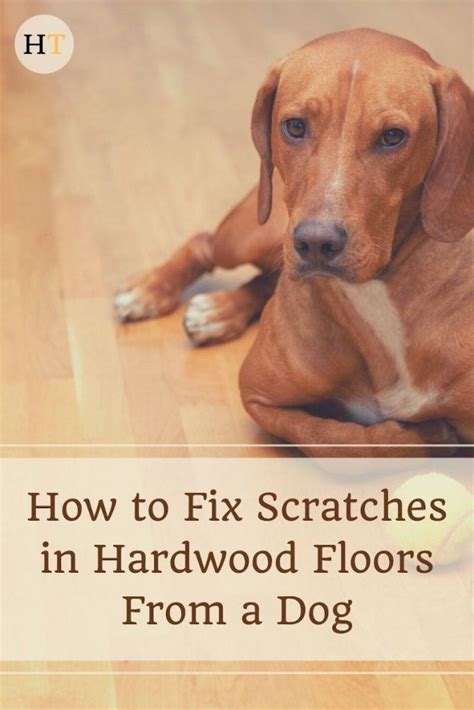 www.vakarai.us:how to keep dog paws from scratching hardwood floors