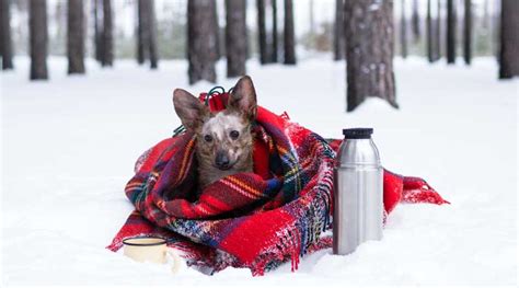 How To Keep Dog Warm Backpacking