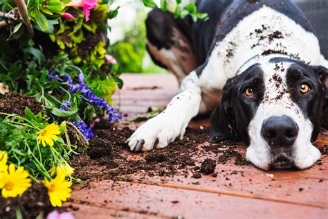 How To Keep Dogs From Digging In Plants