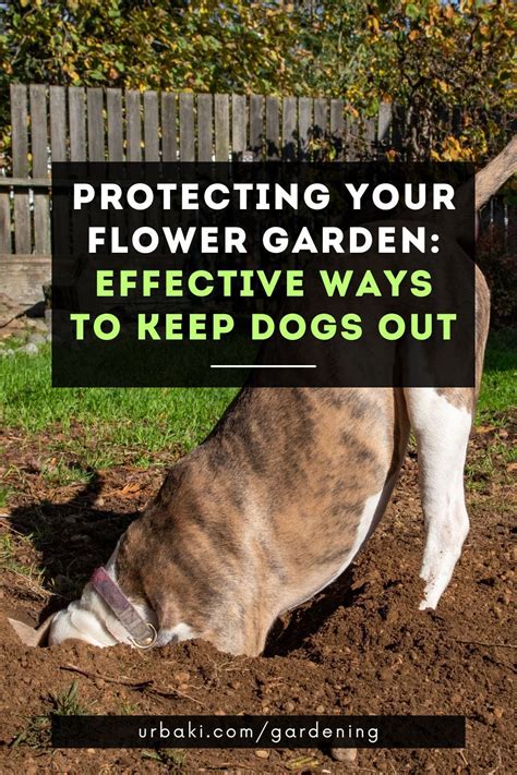 How To Keep Dogs From Digging In The Garden