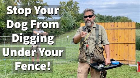 how to keep dogs from digging in your yard