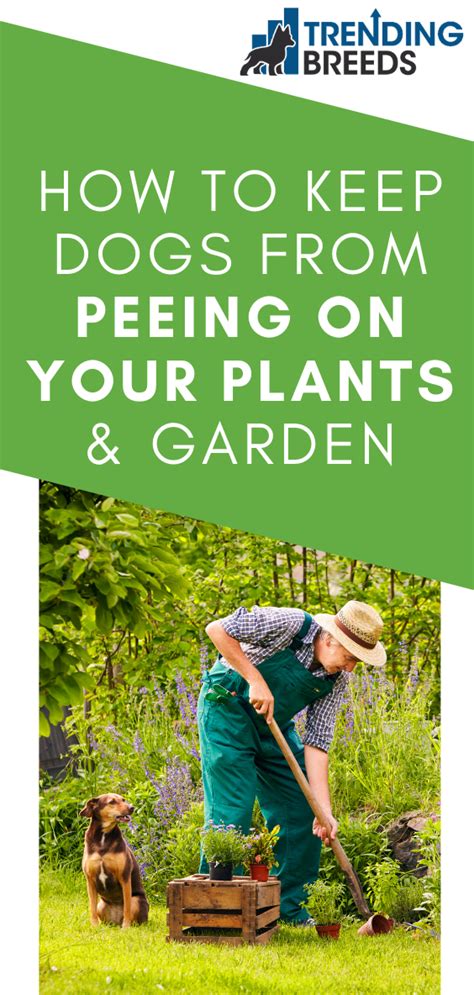 How To Keep Dogs From Peeing In Garden