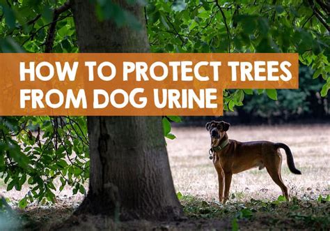 How To Keep Dogs From Peeing On Trees