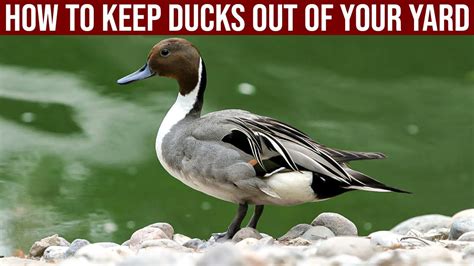 How To Keep Ducks Away