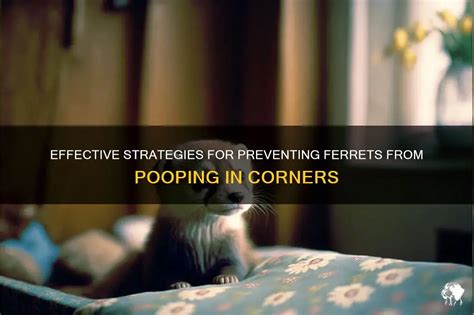 How To Keep Ferrets From Pooping In Corners