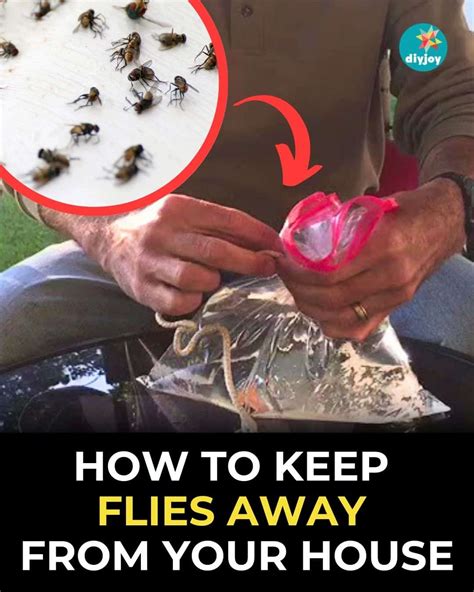 How To Keep Flies From Getting In The House
