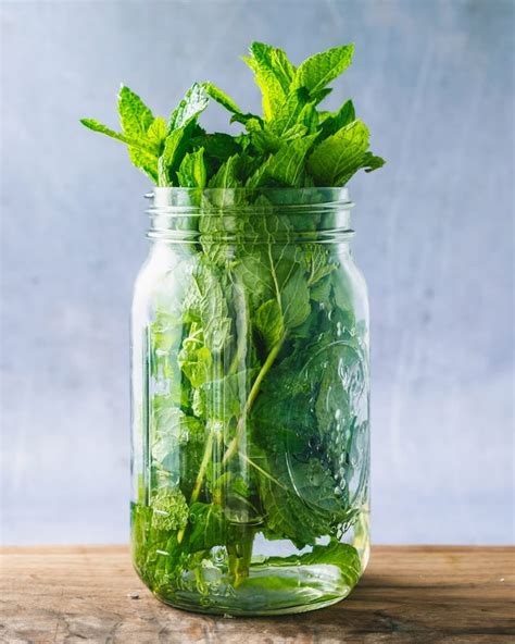 how to keep fresh mint