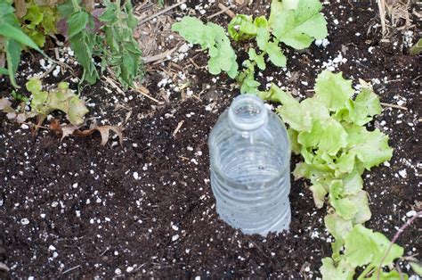 how to keep garden watered while on vacation