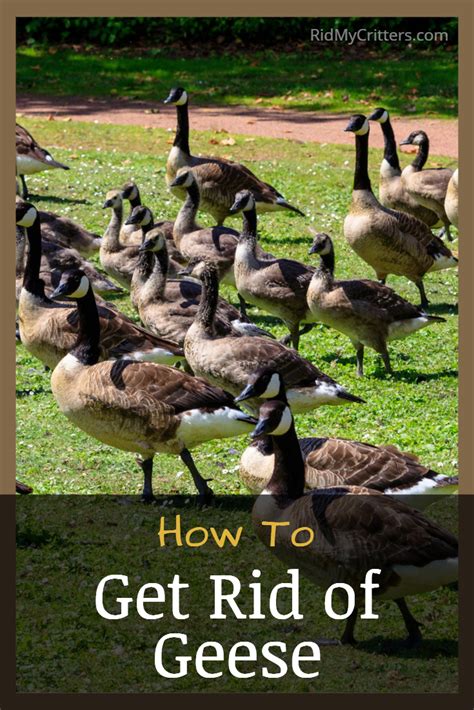 How To Keep Canadian Geese Off Lawn