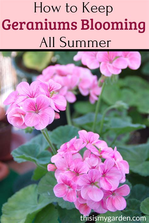 how to keep geraniums blooming all summer