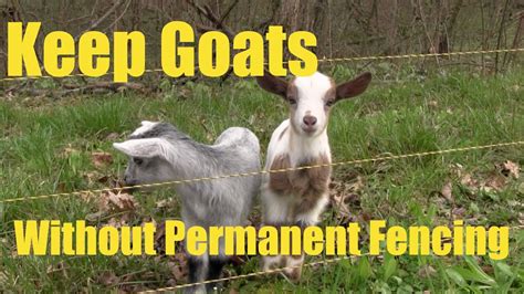 how to keep goats