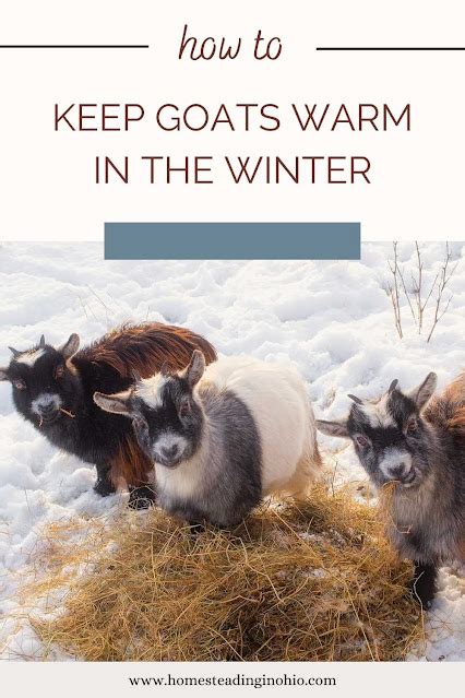 how to keep goats warm in winter