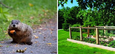 how to keep groundhogs out of raised garden beds