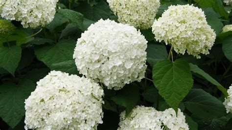 How To Keep Hydrangea Blooms White