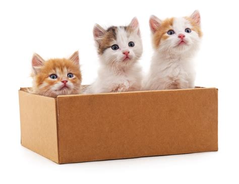 How To Keep Kittens In A Box