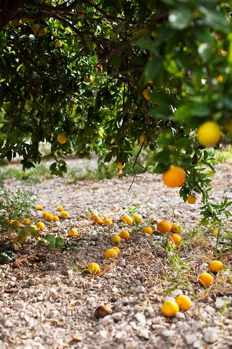 How To Keep Lemons From Falling Off Tree