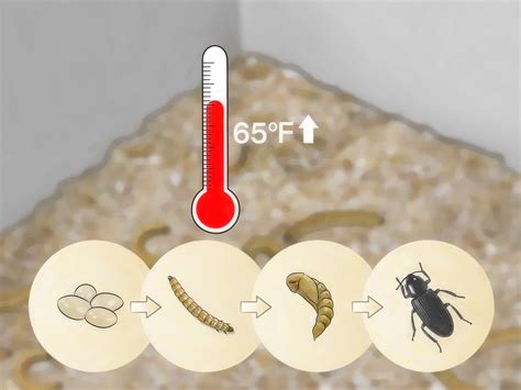 How To Keep Mealworms Warm