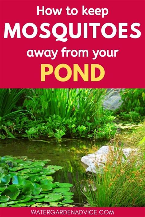 how to keep mosquitoes away from garden pond