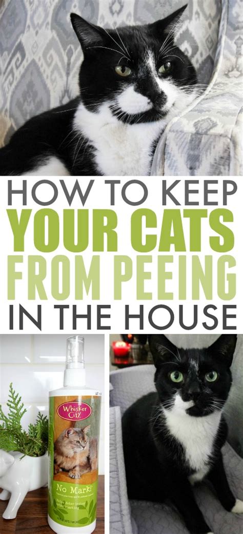 How To Keep My Cat From Peeing In The House
