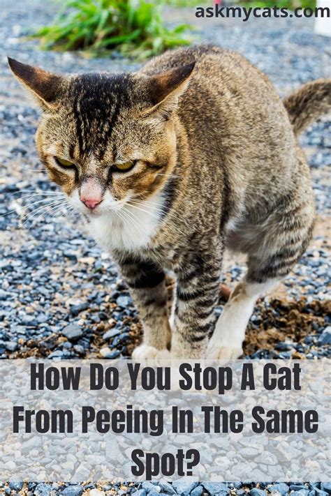 How To Keep My Cat From Peeing In The Same Spot