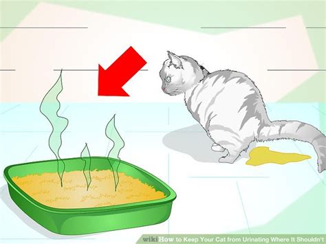 How To Keep My Cat From Peeing On Stuff