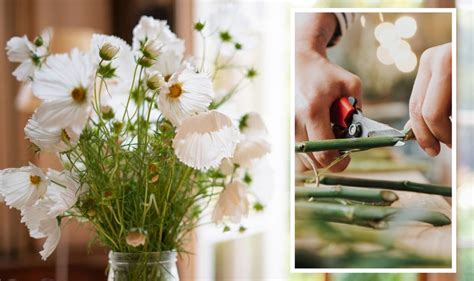 How To Keep Native Flowers Fresh