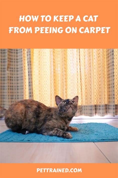 How To Keep Old Cat From Peeing On Carpet