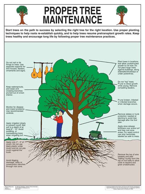 How To Keep Old Trees Healthy