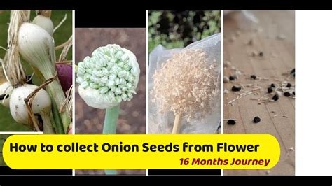 How To Keep Onions From Going To Seed