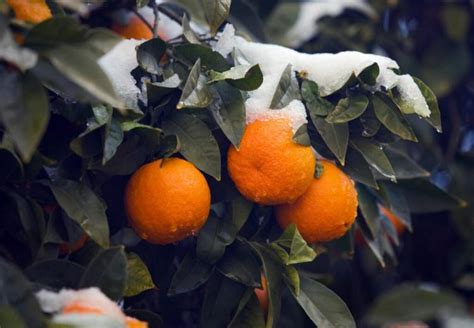 How To Keep Orange Tree From Freezing