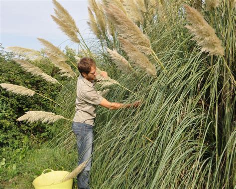 How To Keep Pampas Grass When Cut