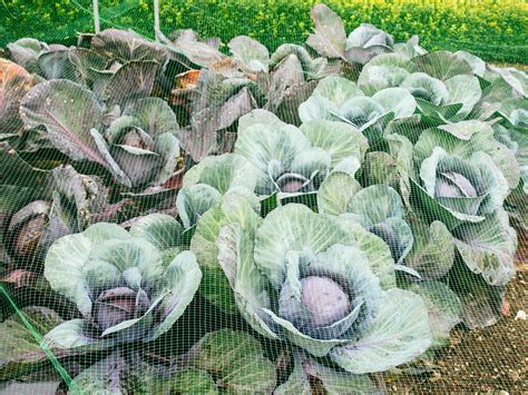 How To Keep Pests Away From Cabbage