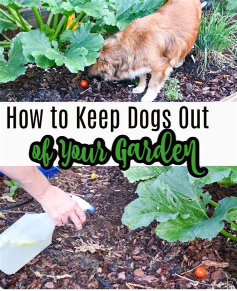 how to keep pets out of garden