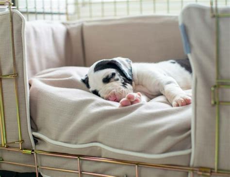 How To Keep Puppy From Barking In Crate