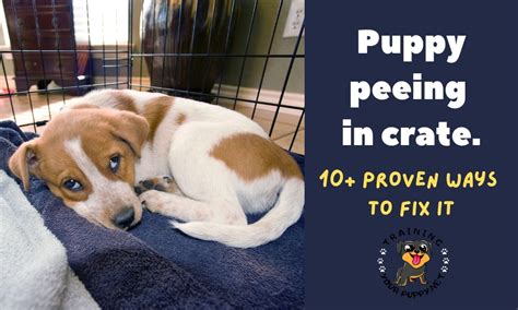 How To Keep Puppy From Peeing In Crate