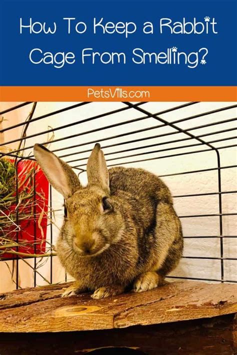 How To Keep Rabbit Cages From Smelling