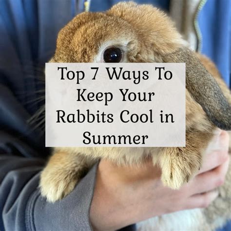 How To Keep Rabbit Cool In Summer
