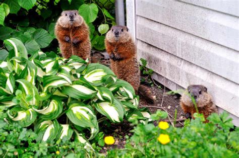 how to keep rabbits and groundhogs out of garden