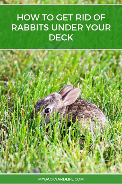 How To Keep Rabbits From Going Under Deck